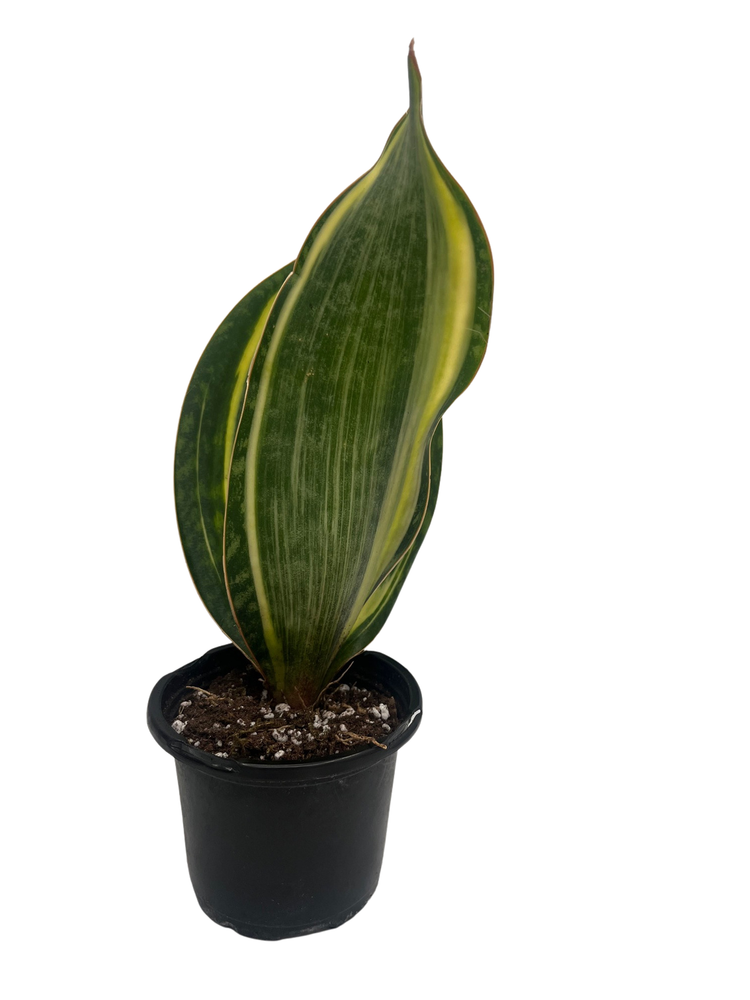 Variegated Whale Fin Snake Plant - Sansevieria masoniana Variegata- 4" Pot