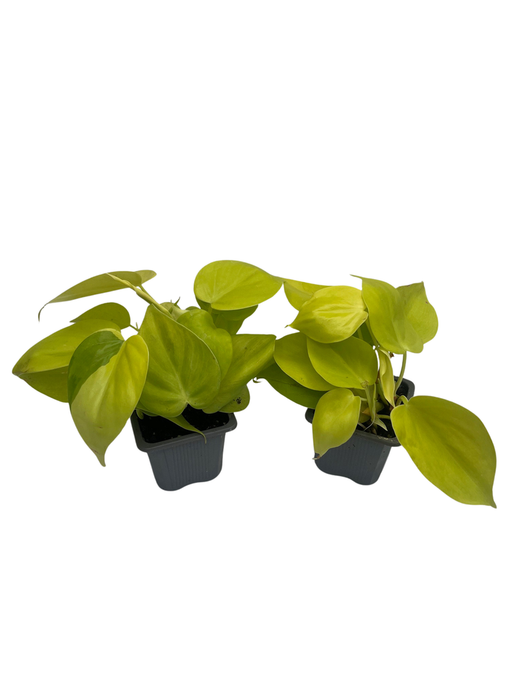 Lemon Lime Vining Heartleaf Philodendron cordatum - 2 pack - 3" Pots