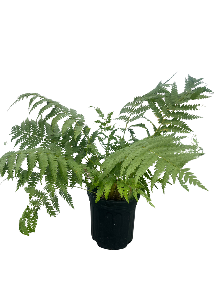 Hardy Cinnamon Fern - Gallon Pot - Osmunda cinnamomea