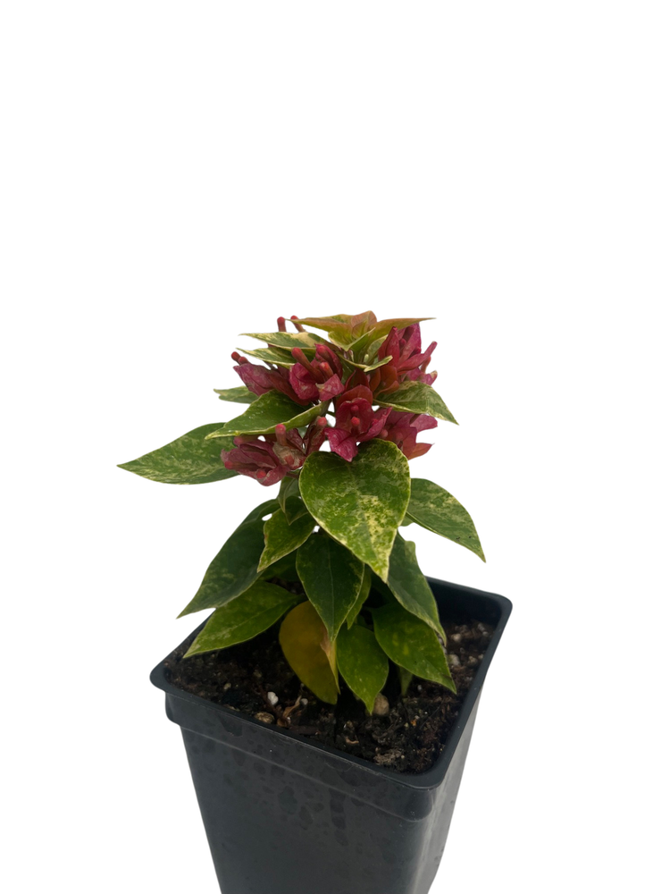 Pixie Pink Bougainvillea - Indoors/Out or Bonsai - 2.5" Pot