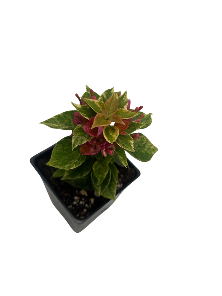 Pixie Pink Bougainvillea - Indoors/Out or Bonsai - 2.5" Pot