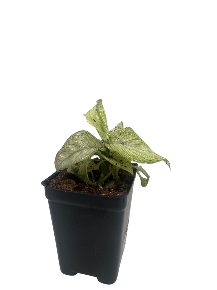 Milky Way Dieffenbachia Plant - Exotic - 2.5" Pot