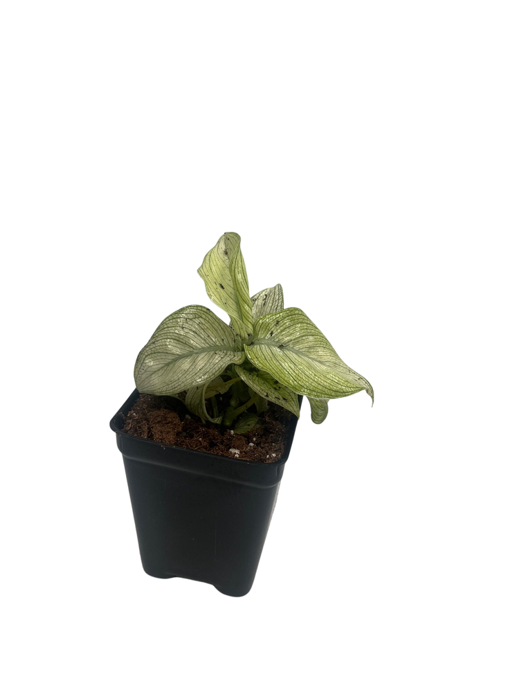 Milky Way Dieffenbachia Plant - Exotic - 2.5" Pot