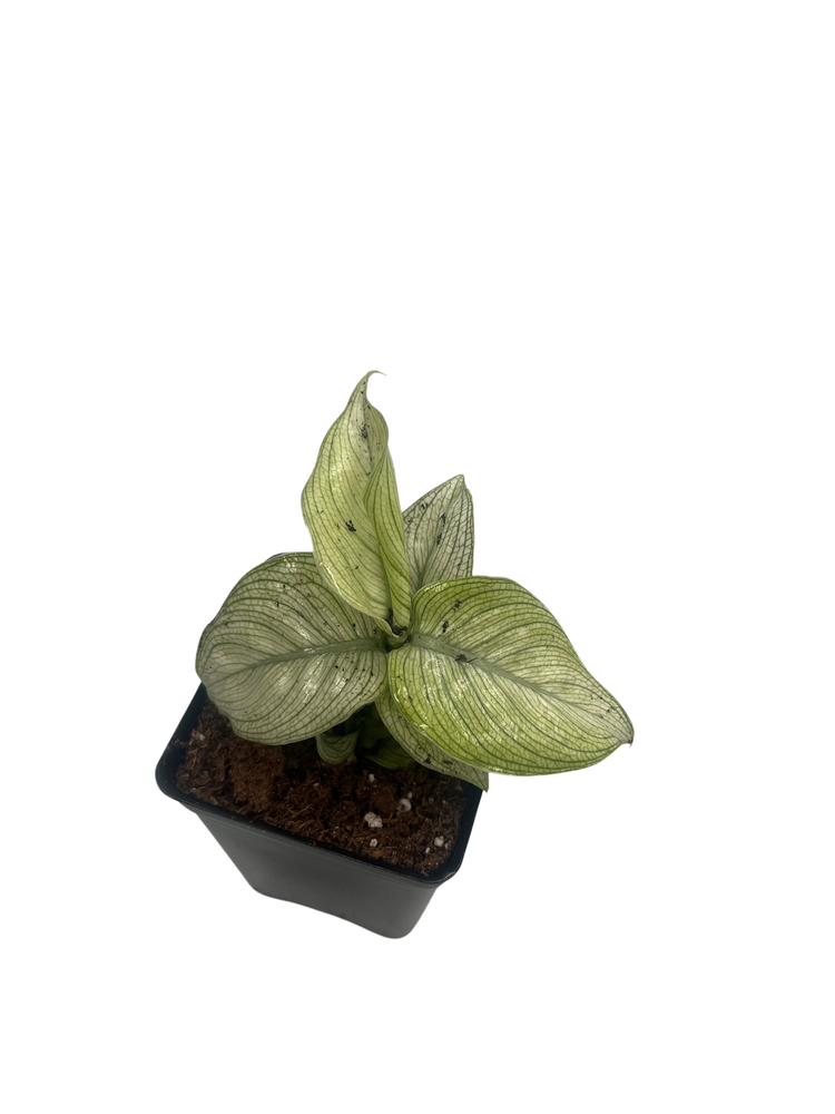 Milky Way Dieffenbachia Plant - Exotic - 2.5" Pot