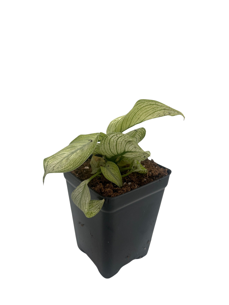 Milky Way Dieffenbachia Plant - Exotic - 2.5" Pot
