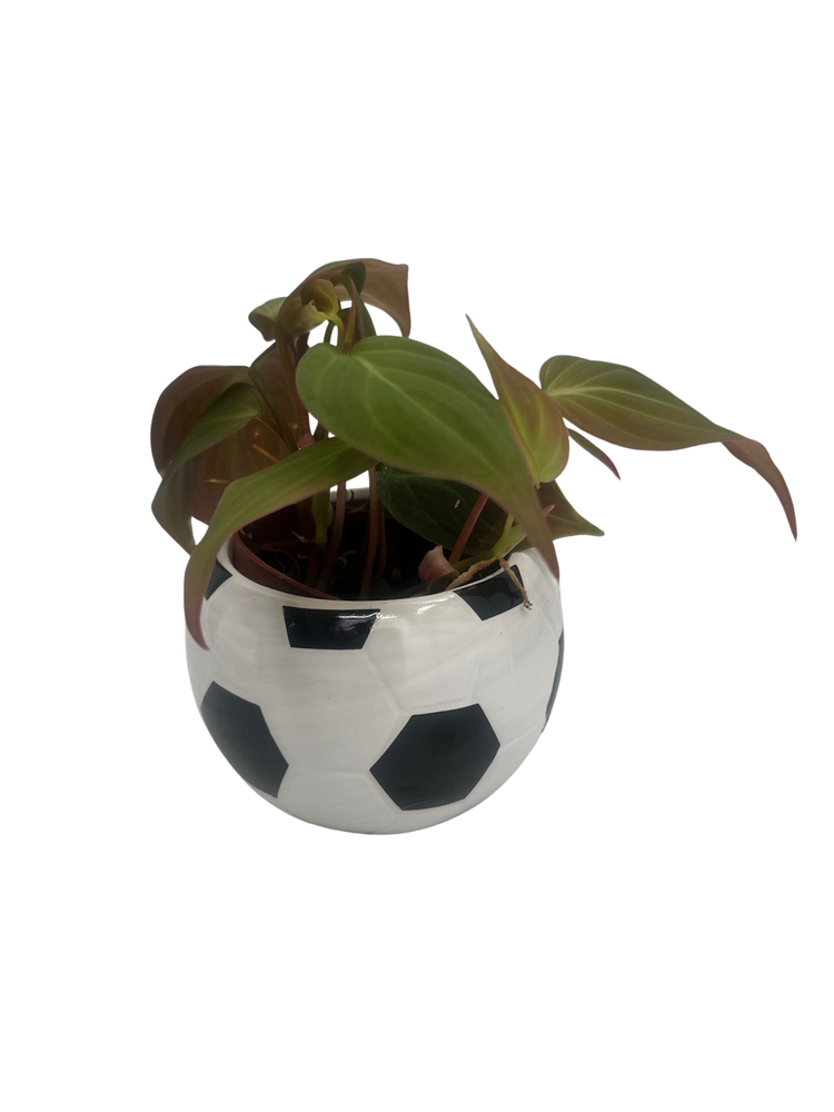 Soccer Ball Planter - 2.5" Ceramic Futbol Pot with Surprise Live Indoor Plant