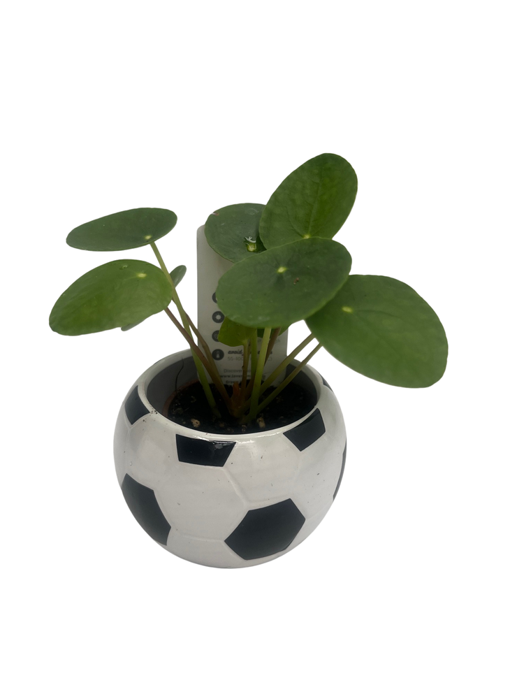 Soccer Ball Planter - 2.5" Ceramic Futbol Pot with Surprise Live Indoor Plant