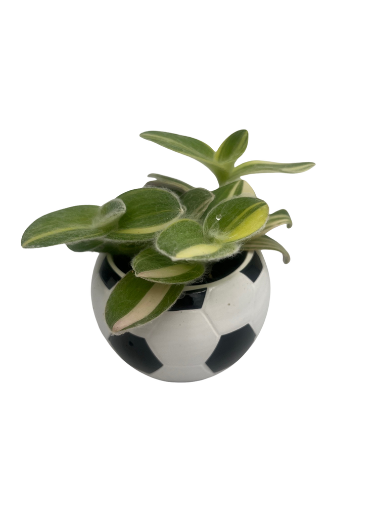 Soccer Ball Planter - 2.5" Ceramic Futbol Pot with Surprise Live Indoor Plant