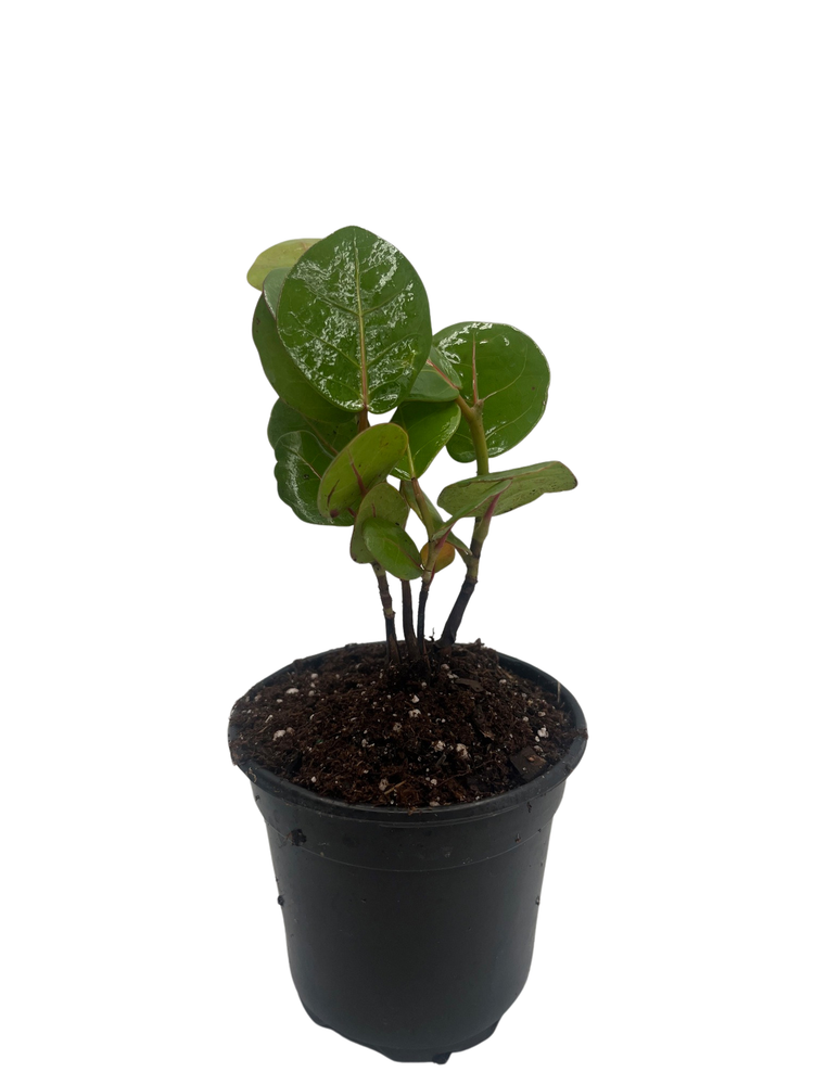 Sea Grape Tree -  Coccoloba uvifera  - 4" Pot - Live Tropical Houseplant