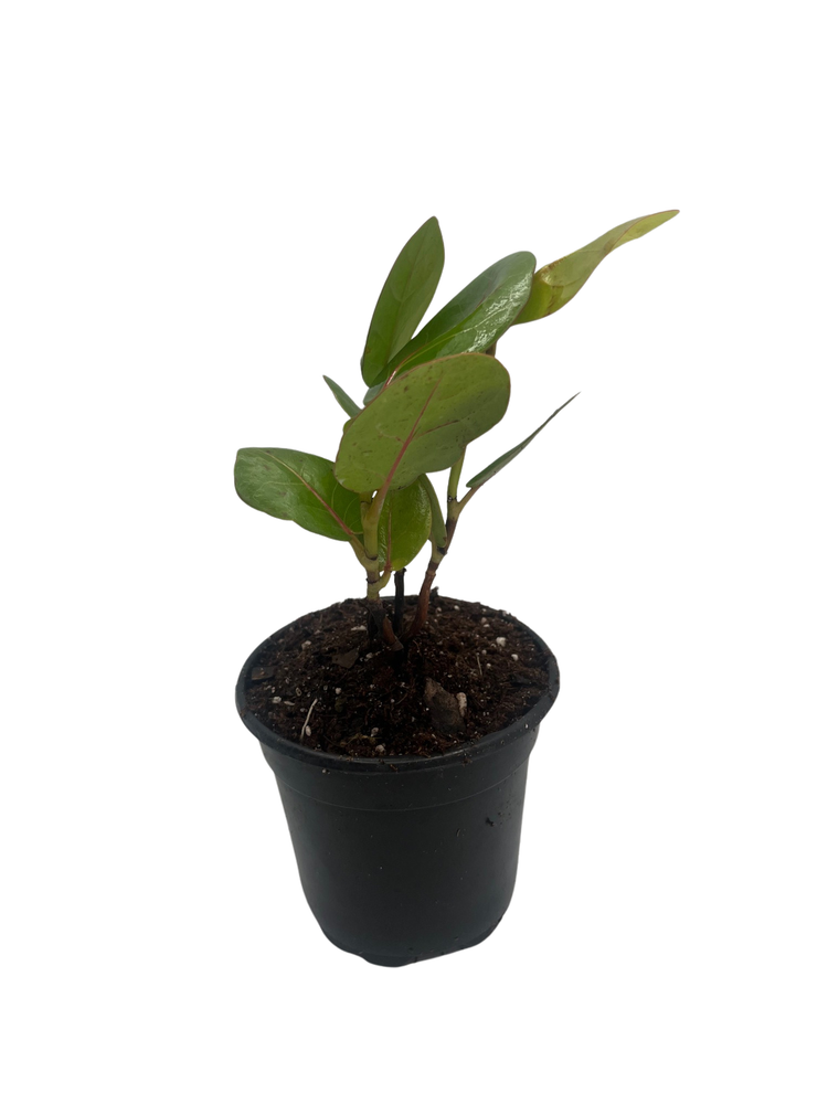 Sea Grape Tree -  Coccoloba uvifera  - 4" Pot - Live Tropical Houseplant