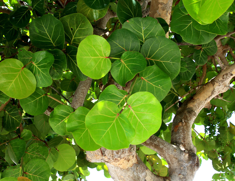 Sea Grape Tree -  Coccoloba uvifera  - 4" Pot - Live Tropical Houseplant