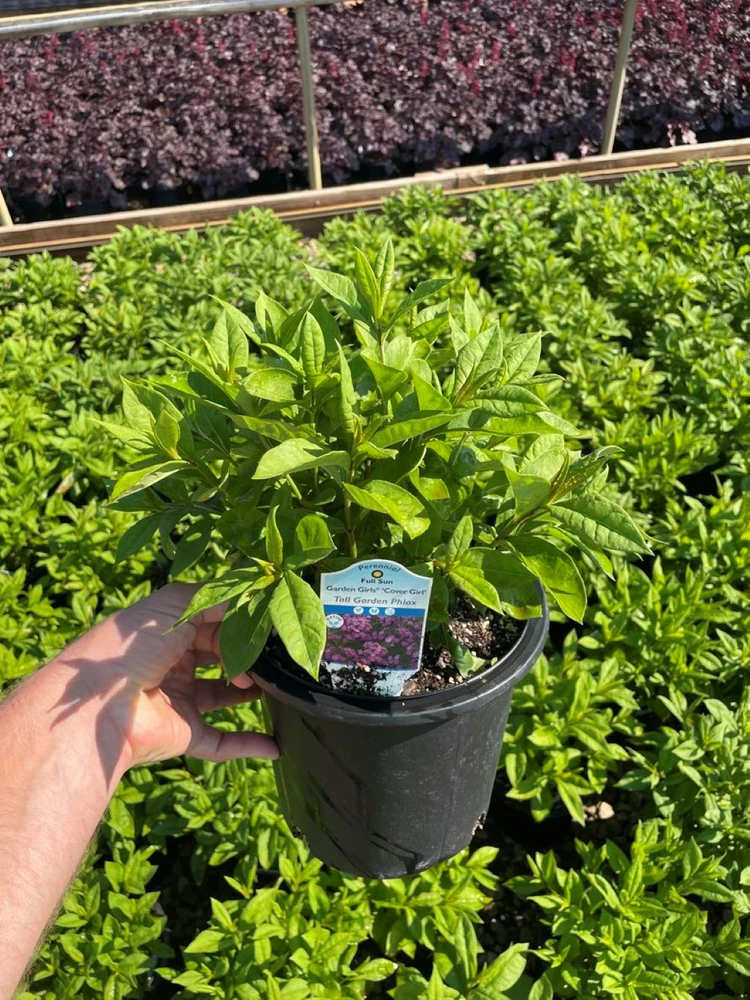 Garden Girls Cover Girl Tall Phlox - Perennial - Gallon Pot