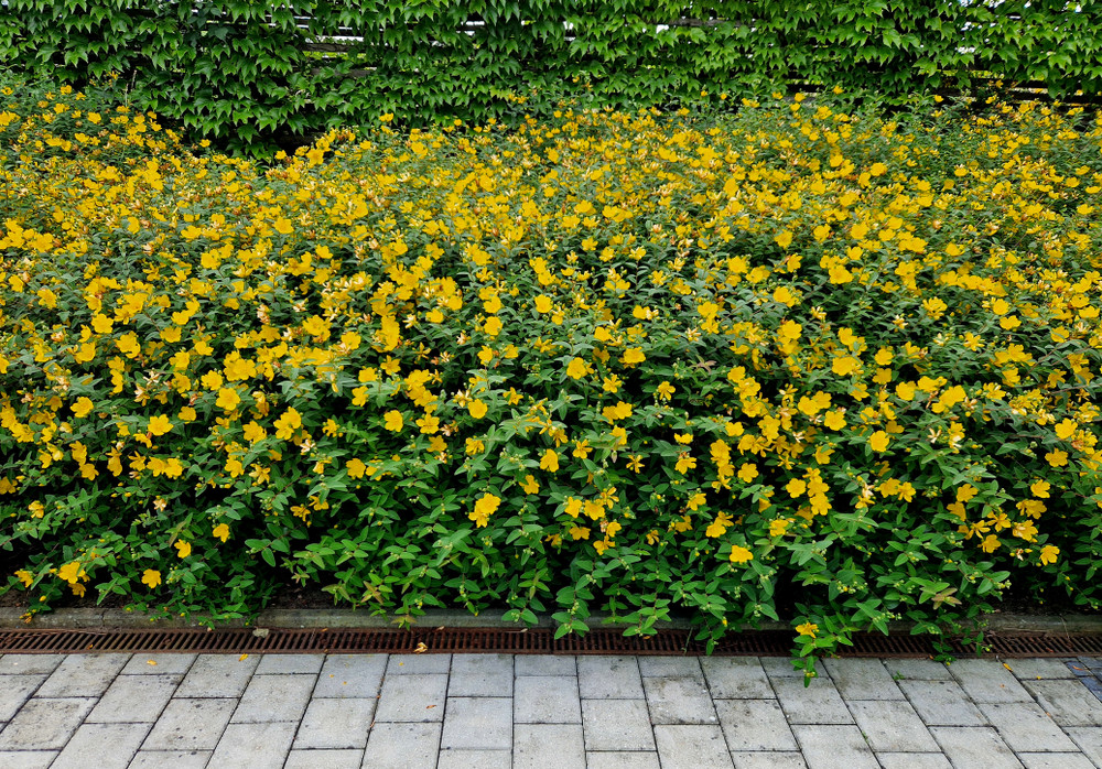 Hypericum calycinum - St. John's Wort Perennial Plant - Quart Pot