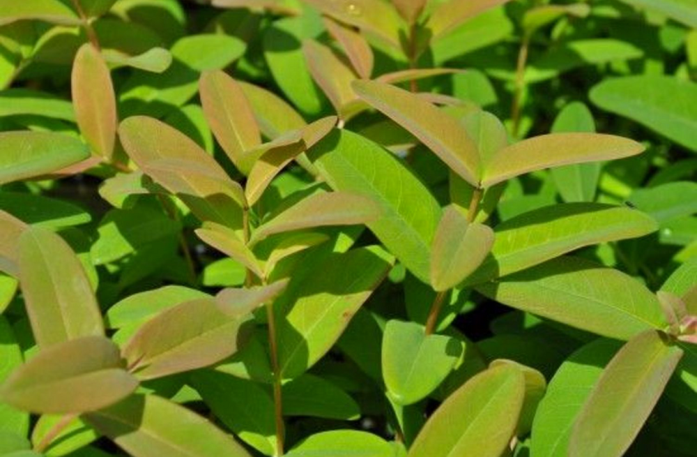 Hypericum calycinum - St. John's Wort Perennial Plant - Quart Pot