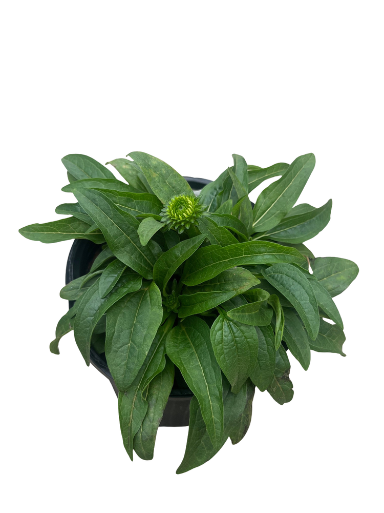 Sombrero Lemon Yellow Coneflower - Echinacea - Perennial - Gallon Pot