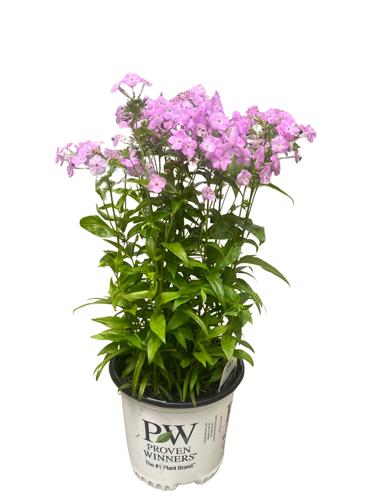 Opening Act Blush Hybrid Phlox - Proven Winners - Gallon Pot
