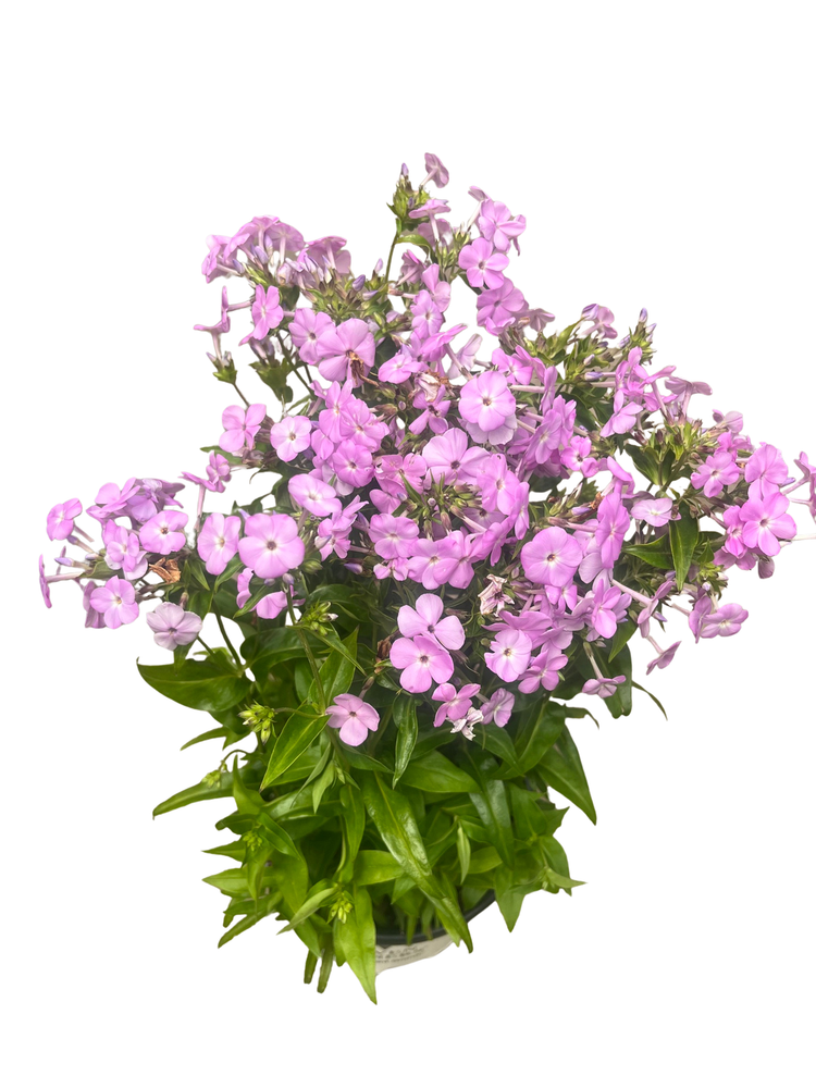 Opening Act Blush Hybrid Phlox - Proven Winners - Gallon Pot