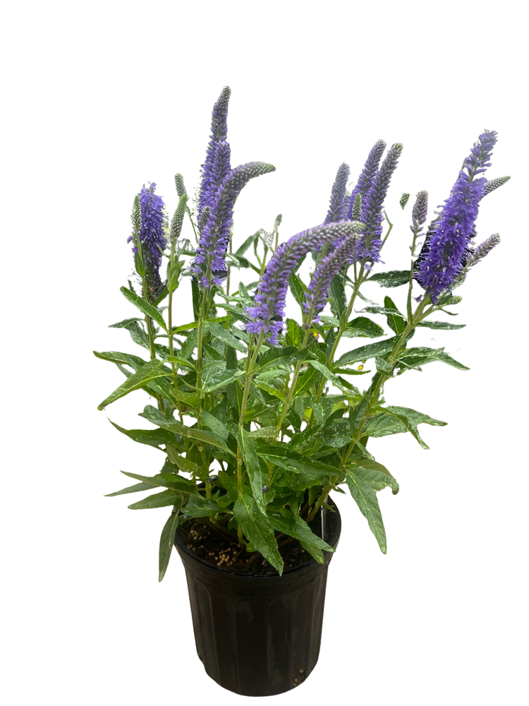 Skyward Blue Veronica - Speedwell - Gallon Pot - Hybrid