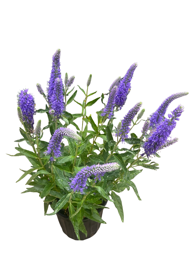 Skyward Blue Veronica - Speedwell - Gallon Pot - Hybrid