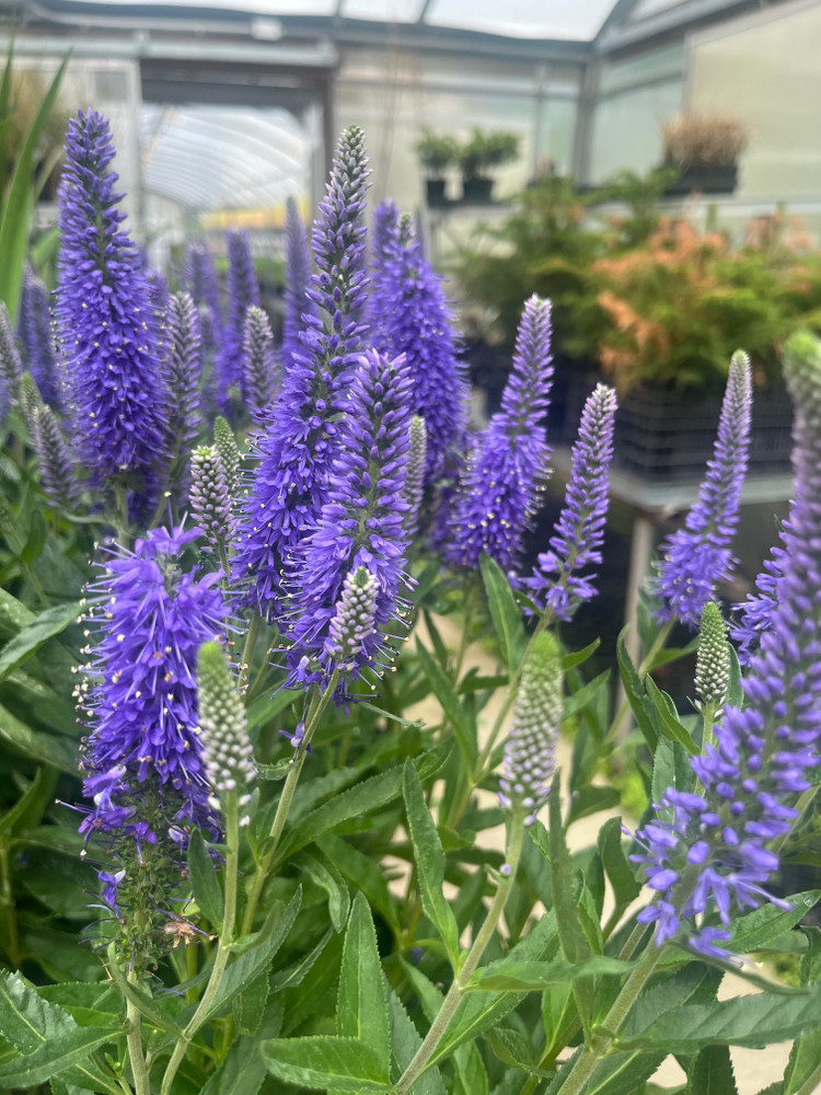 Skyward Blue Veronica - Speedwell - Gallon Pot - Hybrid