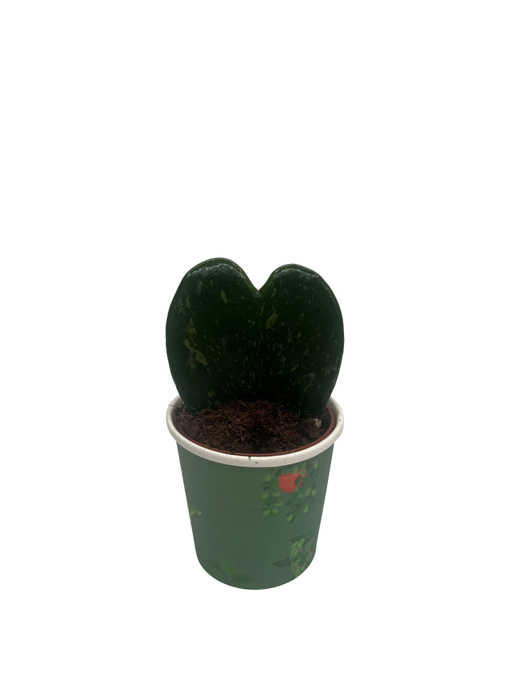 Dark Splash Heart Hoya - Waxplant - Hoya kerri -2" Pot