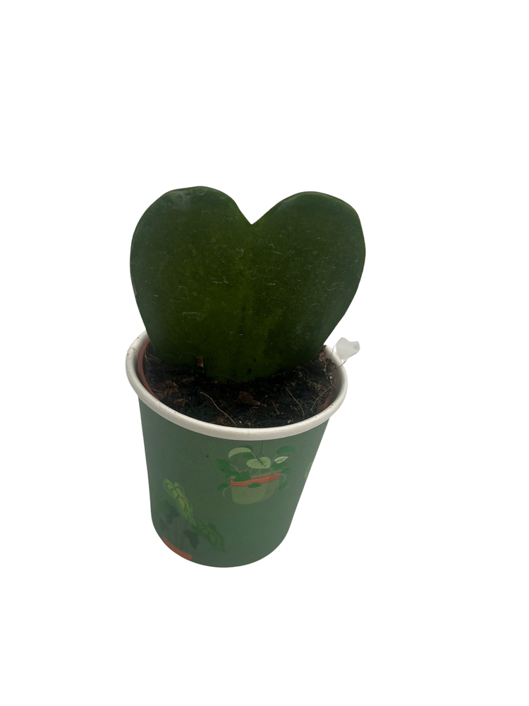 Dark Splash Heart Hoya - Waxplant - Hoya kerri -2" Pot