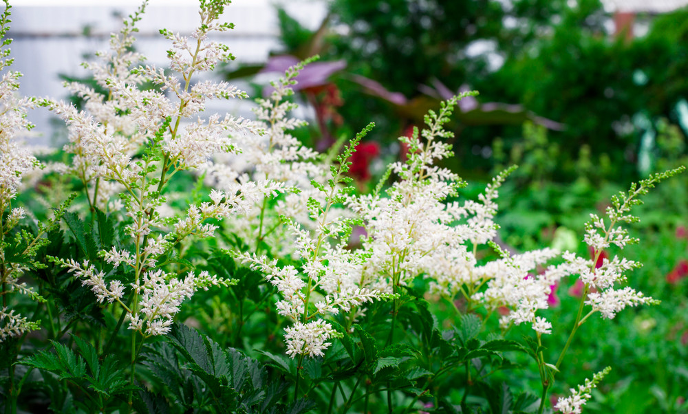 Visions in White Astilbe - Shade Perennial - Gallon Pot