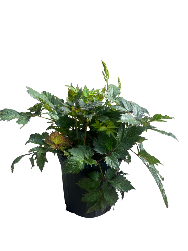 Visions in White Astilbe - Shade Perennial - Gallon Pot
