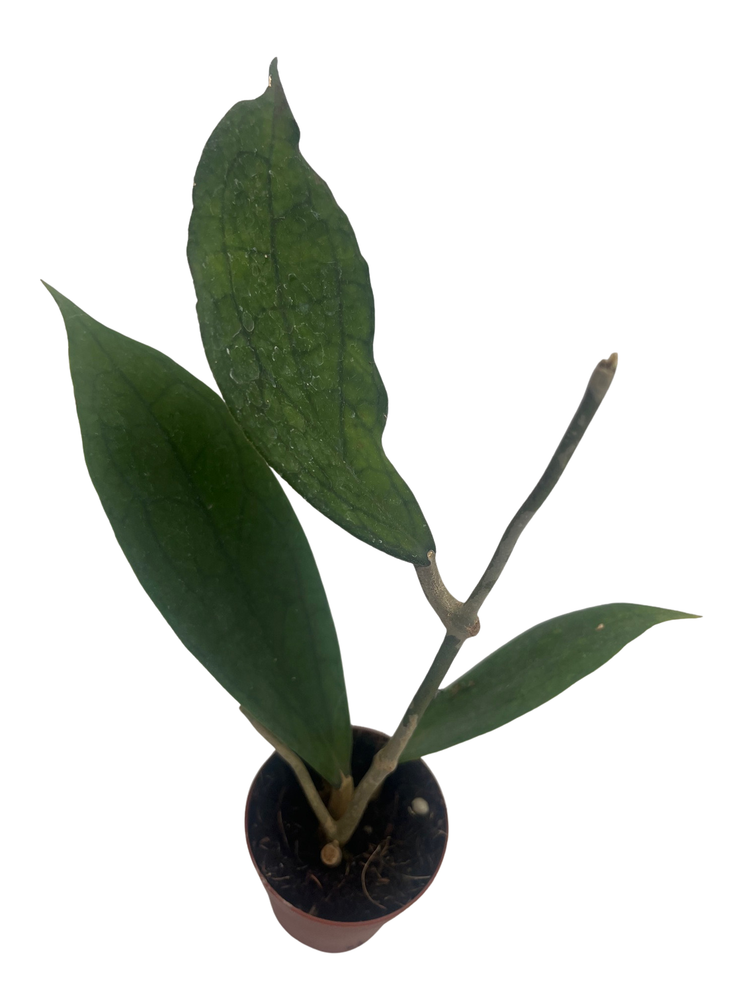 Rare Hoya Jennifer - Finlaysonii x Incrassata Hybrid - 2" Pot