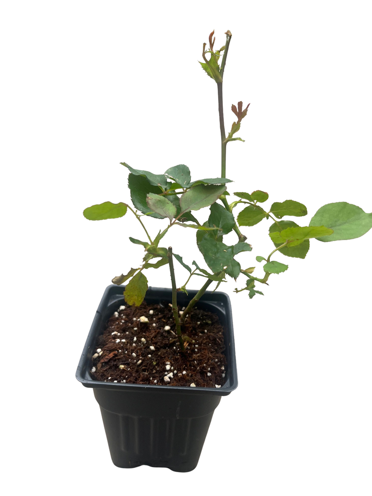 Climbing Don Juan Rose - Fragrant Deep Red Blooms - 4" Pot