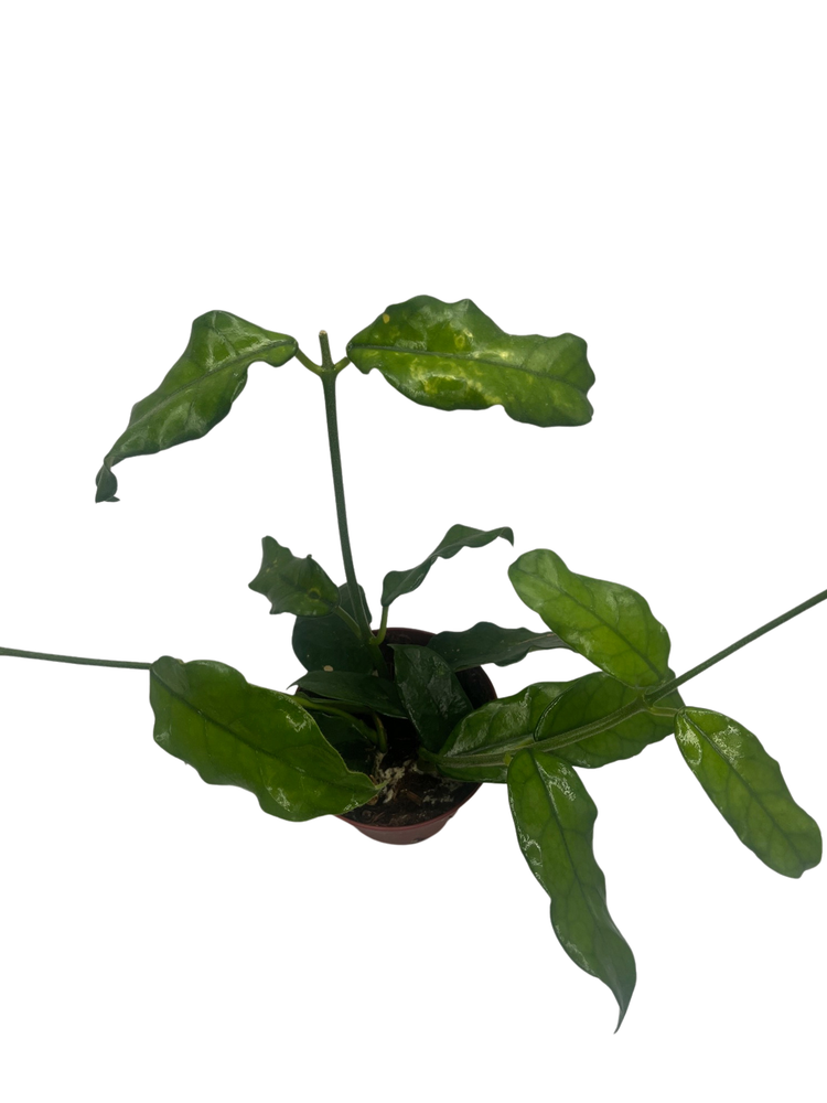 Hoya Villosa - Globulosa - Live Plant - Textured Leaves - 4" Pot