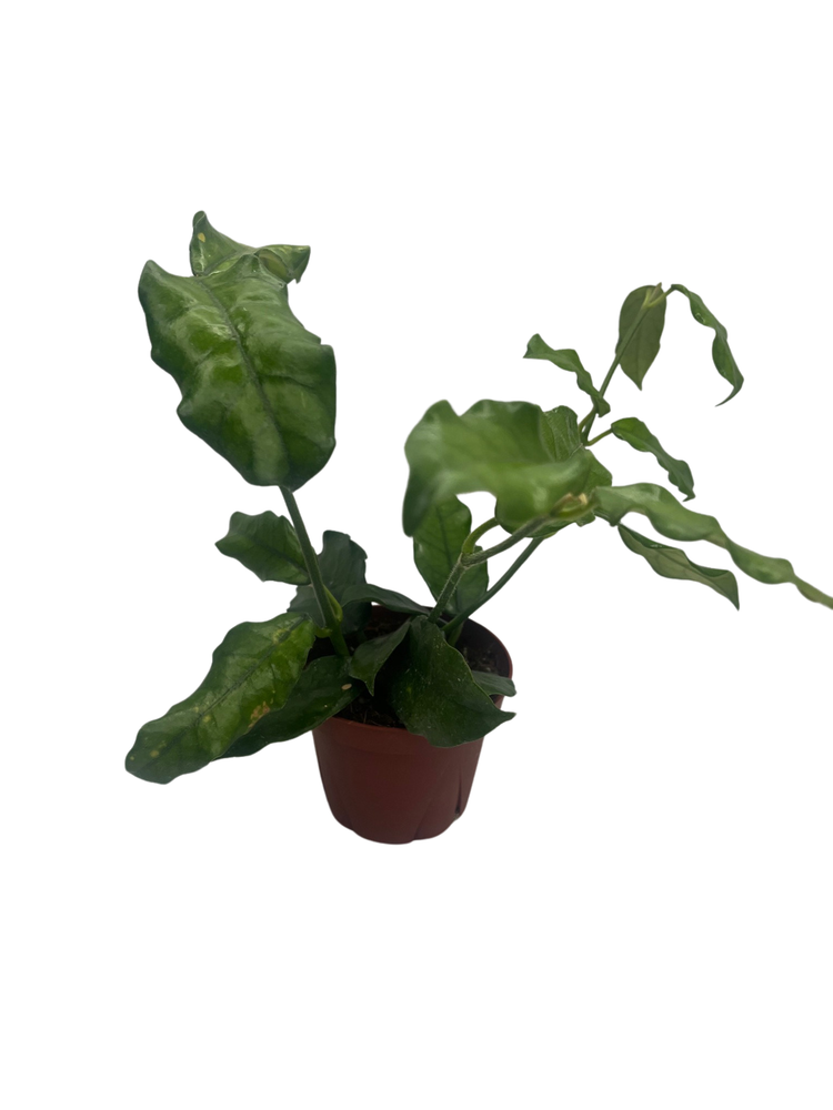 Hoya Villosa - Globulosa - Live Plant - Textured Leaves - 4" Pot