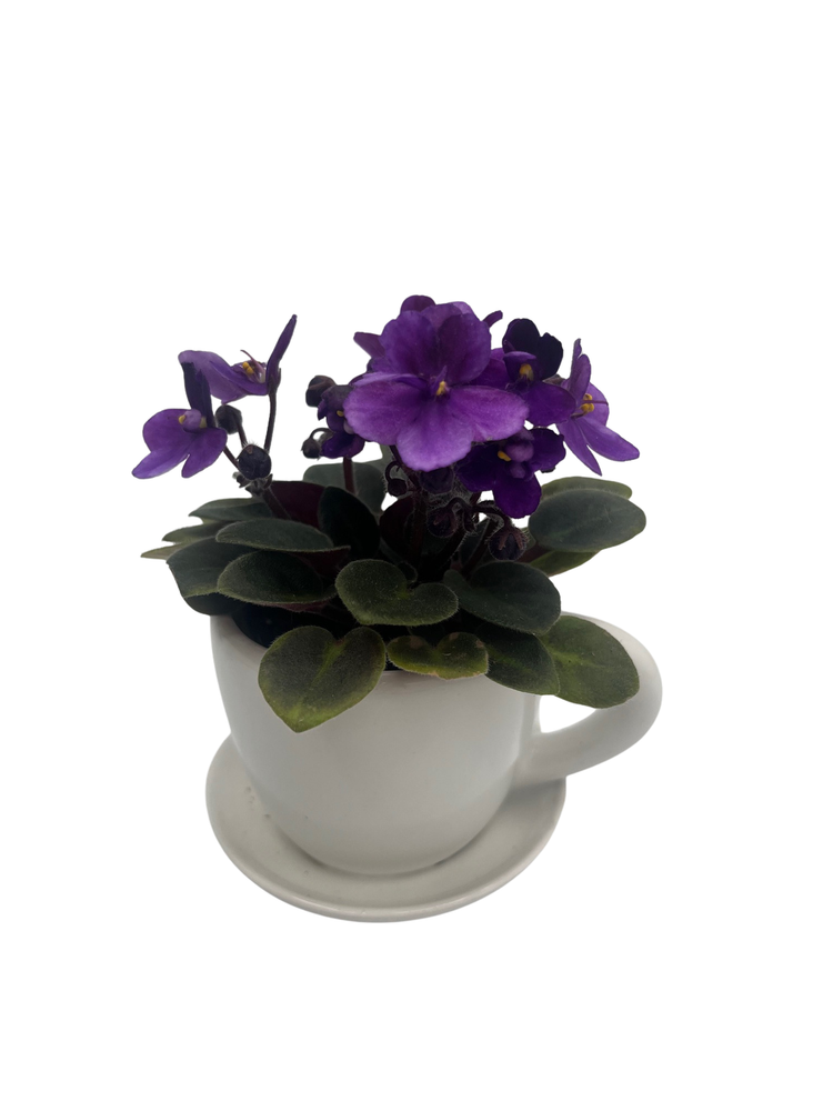White Ceramic Teacup with Surprise Miniature African Violet - 2.5" Pot