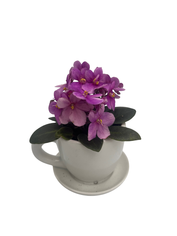 White Ceramic Teacup with Surprise Miniature African Violet - 2.5" Pot