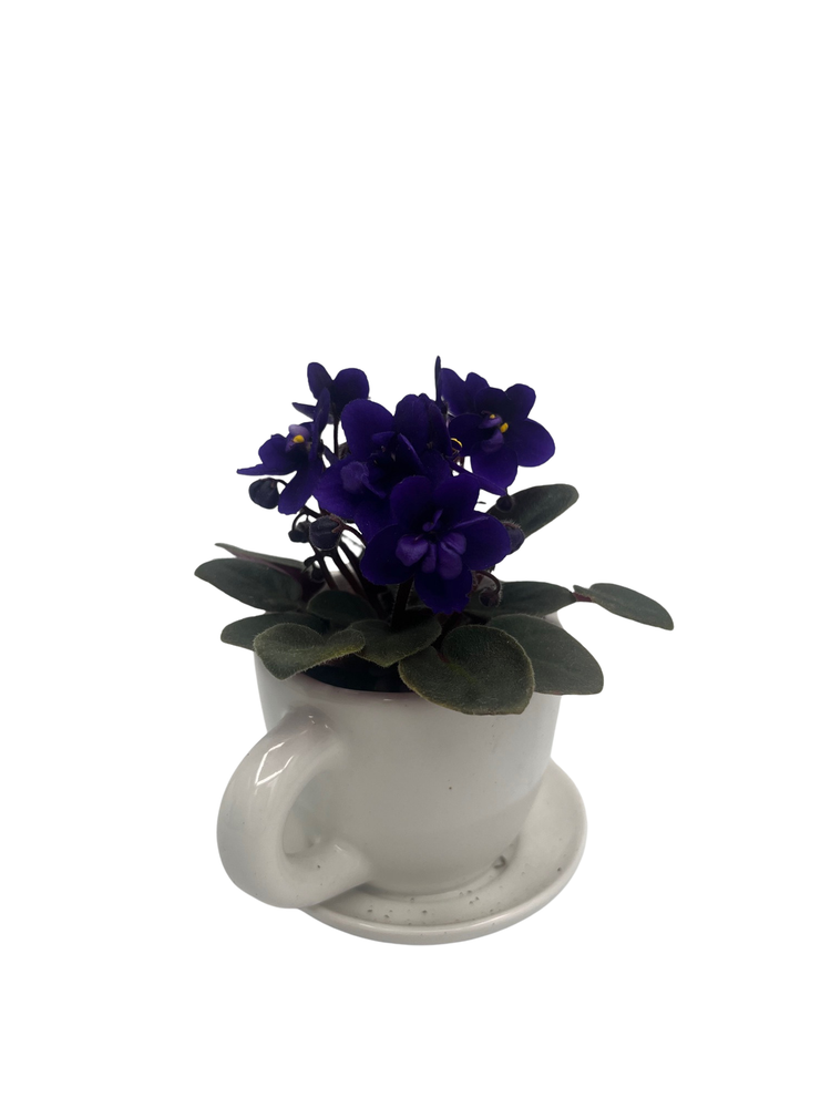 White Ceramic Teacup with Surprise Miniature African Violet - 2.5" Pot