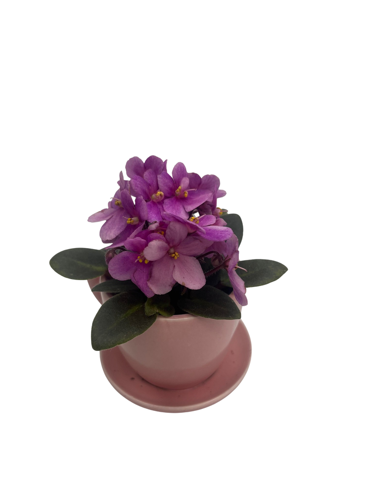 Pink Ceramic Teacup with Surprise Miniature African Violet - 2.5" Pot