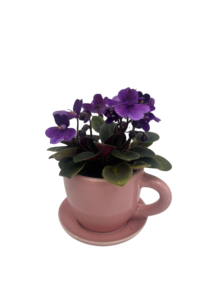 Pink Ceramic Teacup with Surprise Miniature African Violet - 2.5" Pot