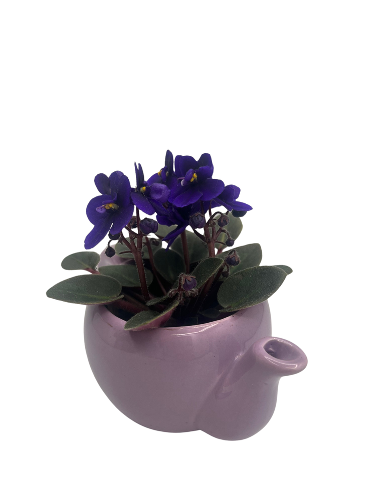 Purple Ceramic Teapot with Surprise Miniature African Violet - 2.5" Pot