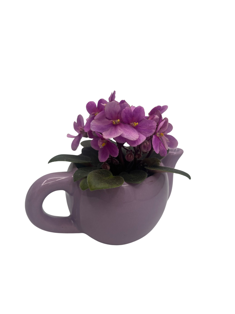 Purple Ceramic Teapot with Surprise Miniature African Violet - 2.5" Pot