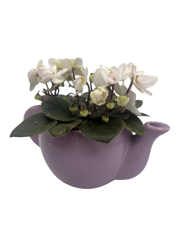 Purple Ceramic Teapot with Surprise Miniature African Violet - 2.5" Pot