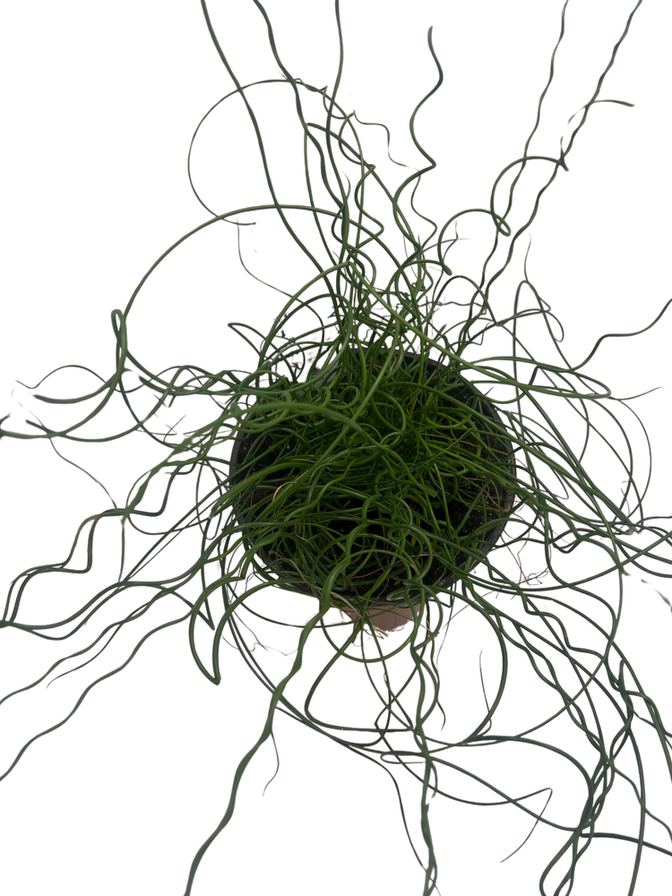 Curls of Love Plant - Juncus effusus Spiralis - 6" Pot - Grow Indoors/Out