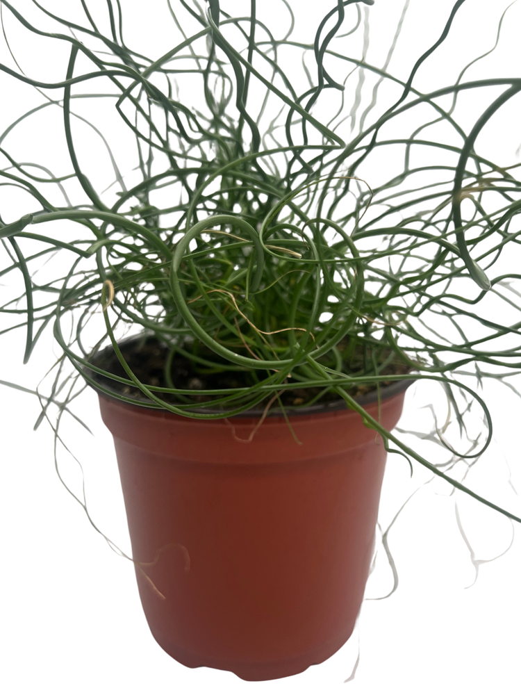 Curls of Love Plant - Juncus effusus Spiralis - 6" Pot - Grow Indoors/Out