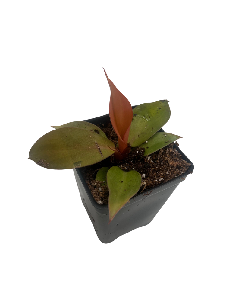 Rare Cherry Red Philodendron - Collector's Series - 2.5" Pot