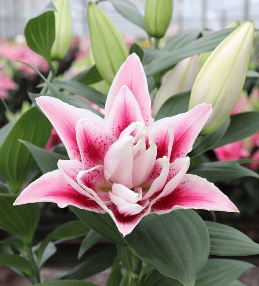 Nowa Oriental Lily Double Flowering 'Roselily™ -  Quart Pot