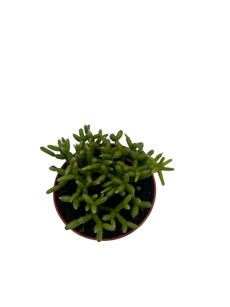 Palo Verde Mistletoe Cactus Plant - Rhipsalis - 2.5" Pot