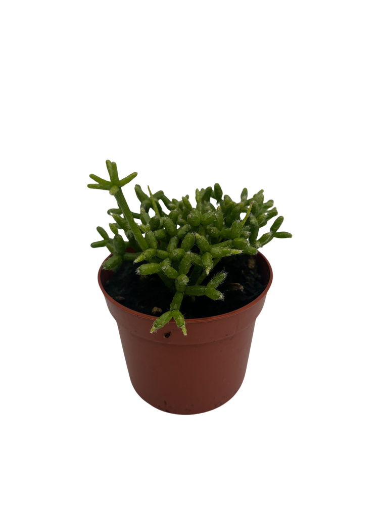 Palo Verde Mistletoe Cactus Plant - Rhipsalis - 2.5" Pot