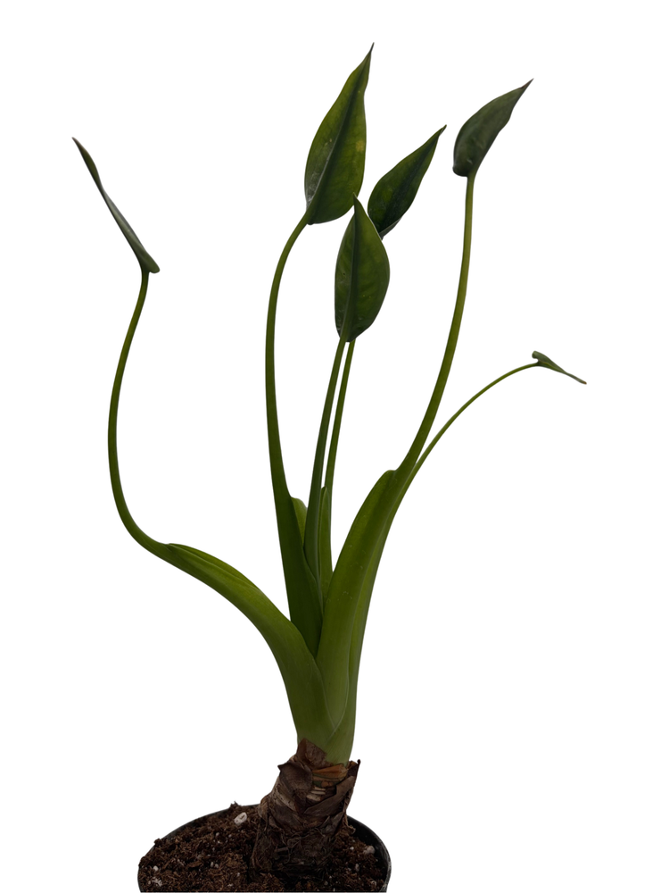 Tiny Dancers Alocasia Plant - Elephant Ear - 4" Pot