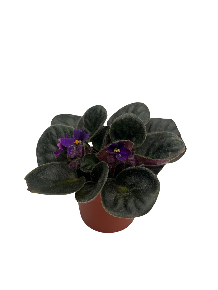 Saintpaulia Comanche - Miniature African Violet - 2.5" Pot - Violet Collector's Series