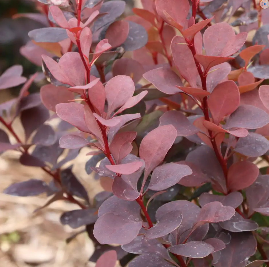 Sunjoy Plum Pillar™ Barberry - 4" pot - Berberis thunbergii