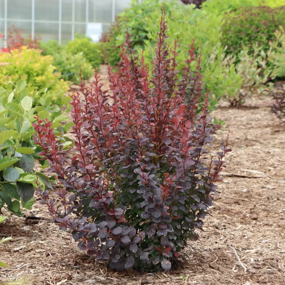 Sunjoy Plum Pillar™ Barberry - 4" pot - Berberis thunbergii
